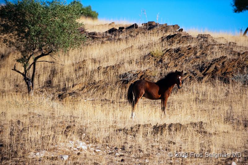 20090608_074941 D3 X1.jpg - Horse (belongs to Himba), Kunene Region, Namibia